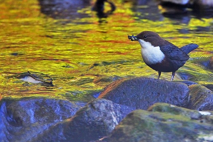 File:Cinclus cinclus Vízirigó.JPG