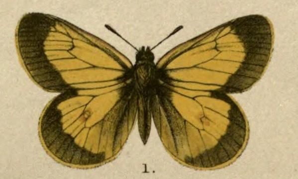 File:Colias stoliczkana.JPG