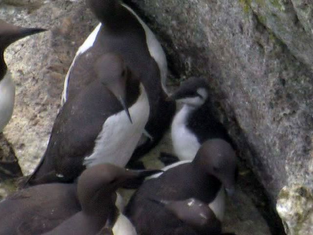 File:Common Guillemot Chick.jpg