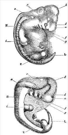 File:Darwin Descent - embryology.jpg