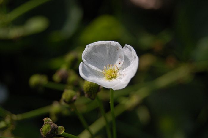 File:Echinodorus palaefolius.jpg