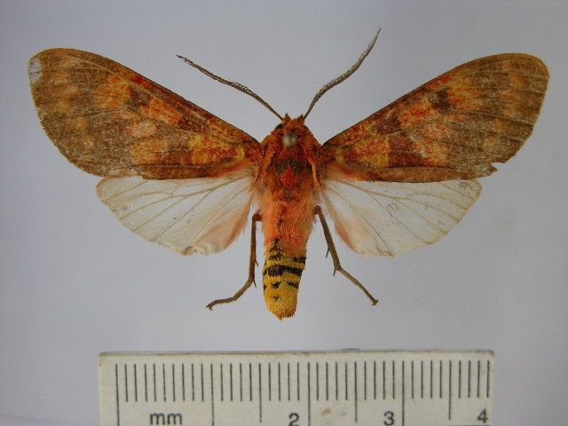 File:Elysius cf. mediofasciata.JPG