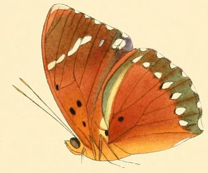 File:Euphaedra zampa.JPG