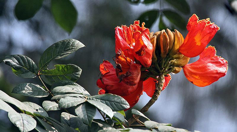 File:Flower & leaves I IMG 2799.jpg