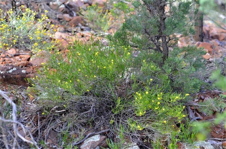 File:Goodenia vernicosa habit.jpg