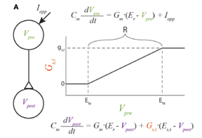 File:Graded Chemical Synapse.png