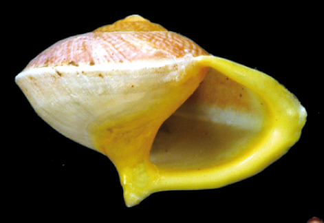 File:Helicina rhodostoma shell.png