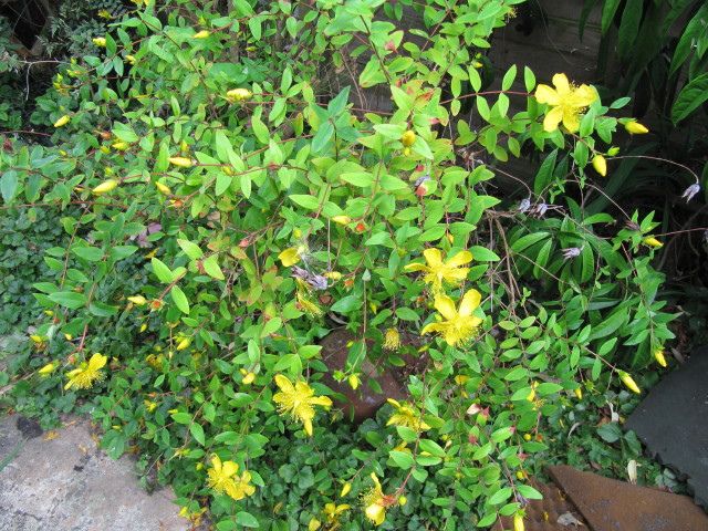 File:Hypericum kouytchense (4855158244).jpg