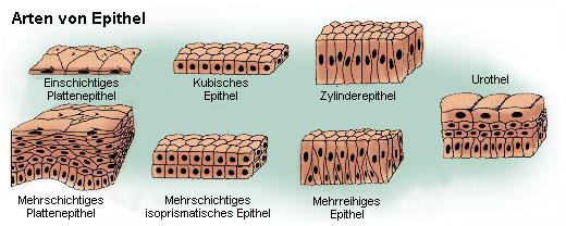 File:Illu epithelium de.png