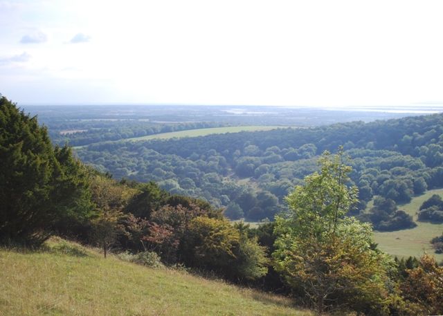 File:Kingley Vale - geograph.org.uk - 1503510.jpg