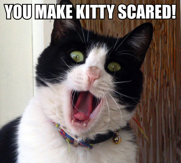 File:Kittyscaredlolcat.jpg