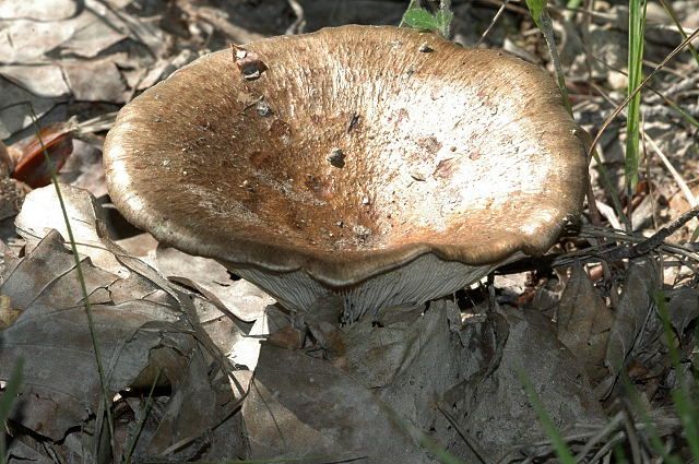 File:Lactarius spec. - Lindsey 1a.jpg