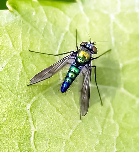 File:Longlegged Fly Dolichopodidae (Condylostylus patibulatus).jpg