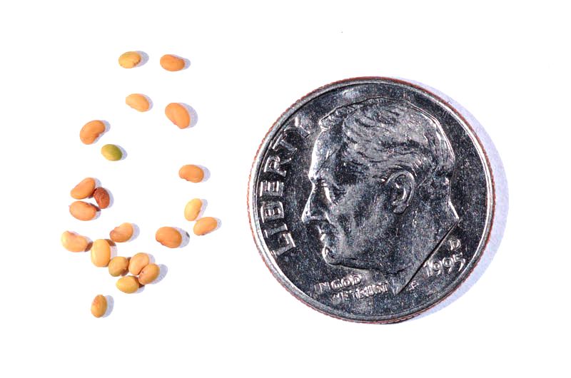 File:Medicago lupulina seeds.JPG