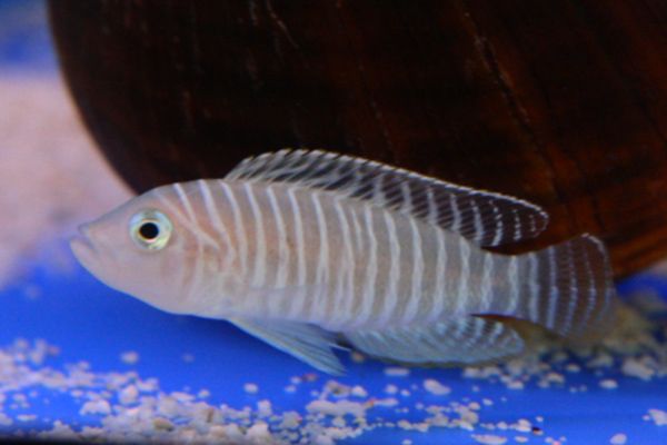 File:Neolamprologus similis 2060.jpg