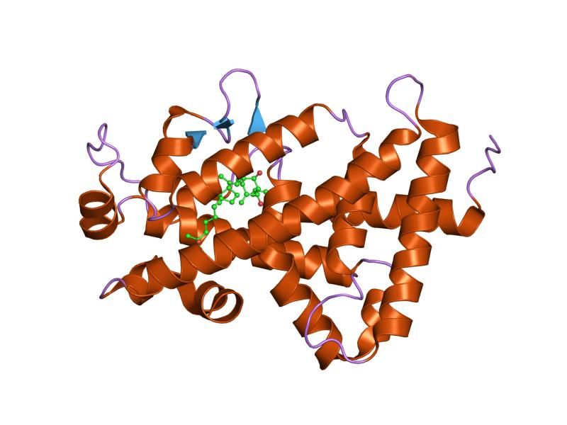 File:PDB 2hb7 EBI.jpg