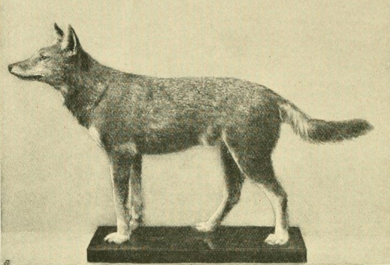 File:Powell-Cotton (1902) Canis simensis.png