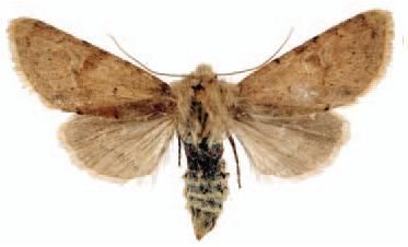 File:Pseudohadena pseudamoena female.JPG