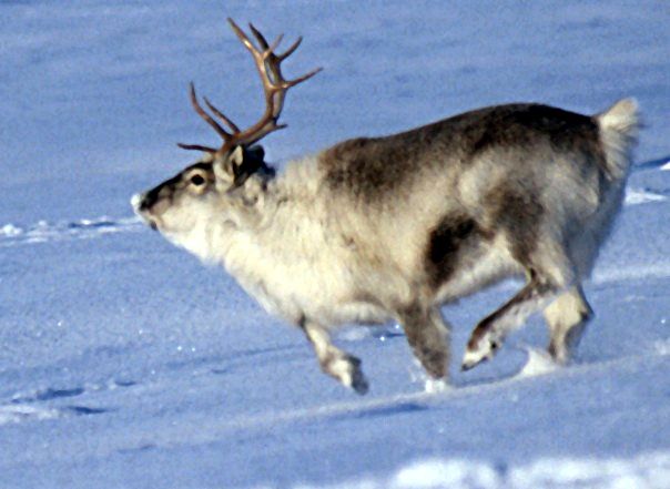 File:Spitsbergen reindeer01.jpg