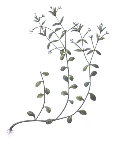 File:Stylidium alsinoides from Endeavour voyage.jpg