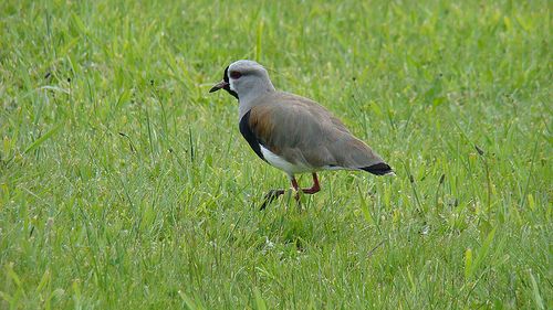 File:Vanellus chilensis Valdivia.jpg