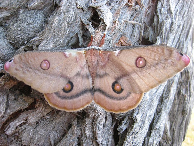 File:2010-01-04 moth1.jpg