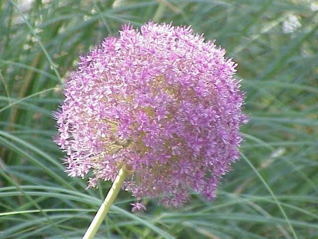 Allium giganteum