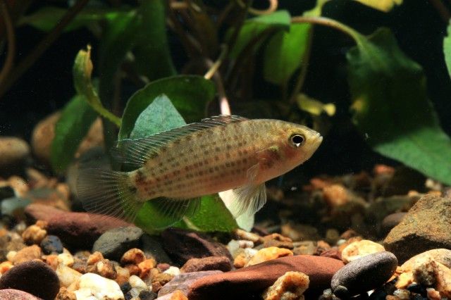 File:Badis siamensis (Klausewitz, 1957).jpg