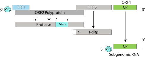 File:Barnaviridae genome.jpg