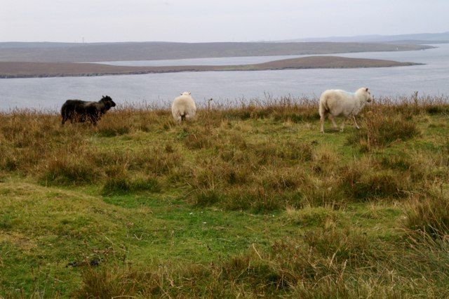 File:Bigga Sheeps.jpg