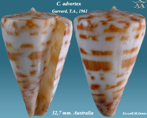 File:Conus advertex 2.jpg