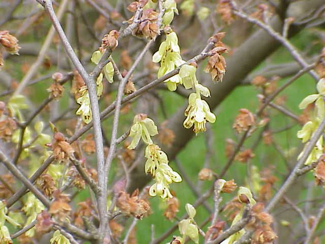 File:Corylopsis spicata1.jpg