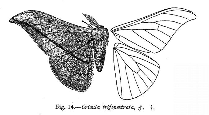 File:Cricula trifenestrata fbi.jpg