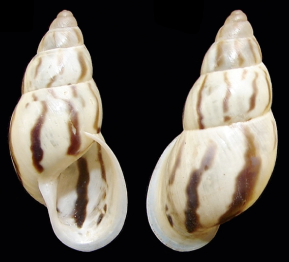 File:Drymaeus strigatus shell.png