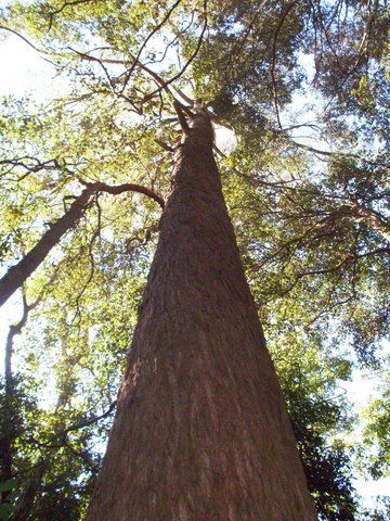 File:Eucalyptus fastigata at Macquarie Pass NP.JPG