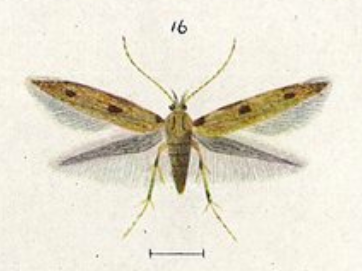 File:Fig 19. Circoxena ditrocha.png