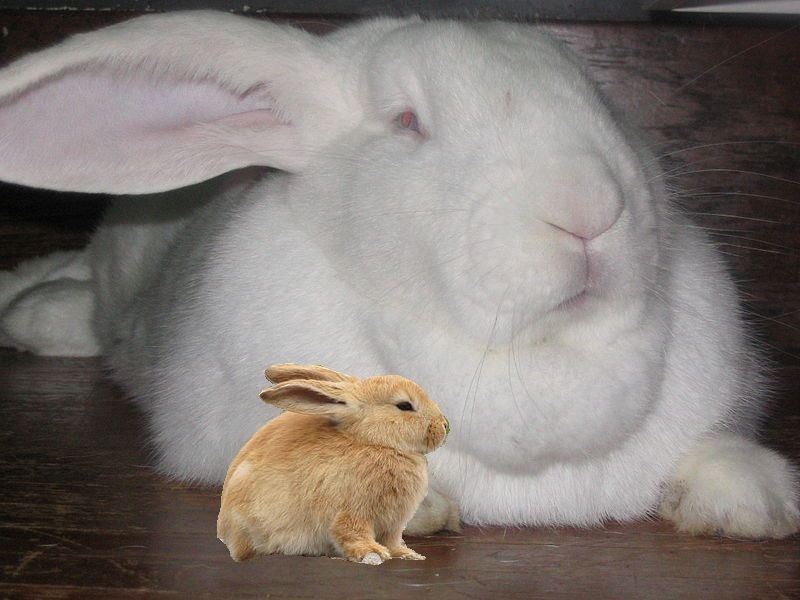 File:Flemish Giant Rabbit plus Bunny in zoo.jpg