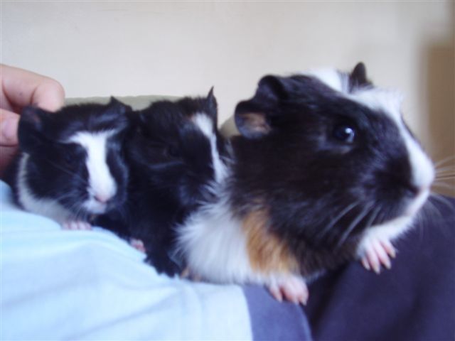 File:Guinea Pigs 2006.jpg