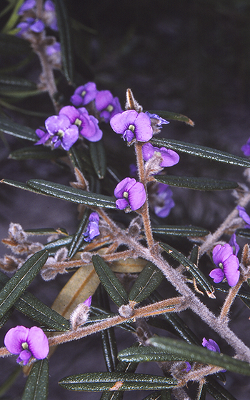 File:Hovea purpurea.png