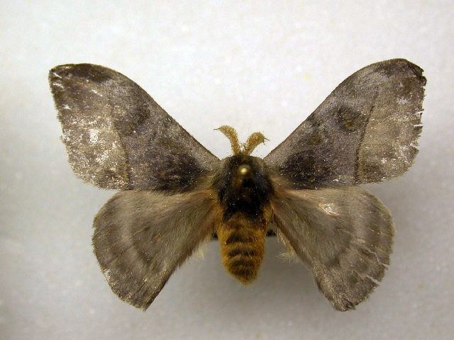 File:Hylesia annulata.jpg