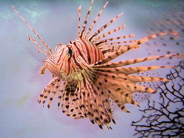 File:Lion Fish.JPG