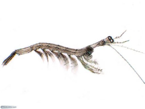 File:Luciferidae, Sergestoidea.jpg