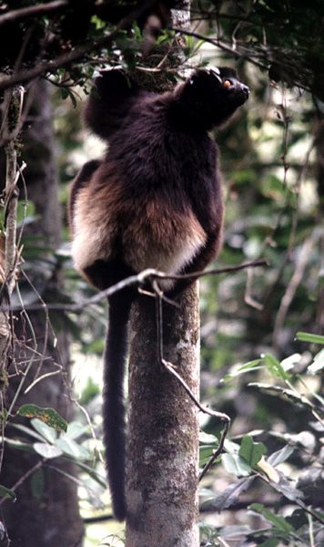 File:Milne-Edward's Sifaka (Propithecus diadema edwardsi).jpg