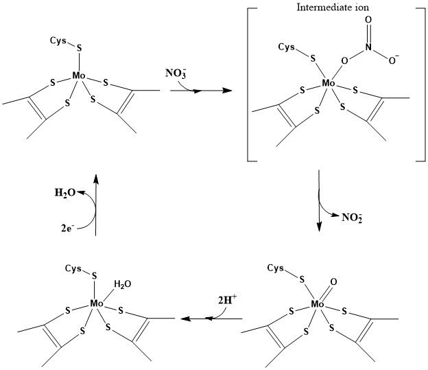 File:NR catalytic cycle.jpg