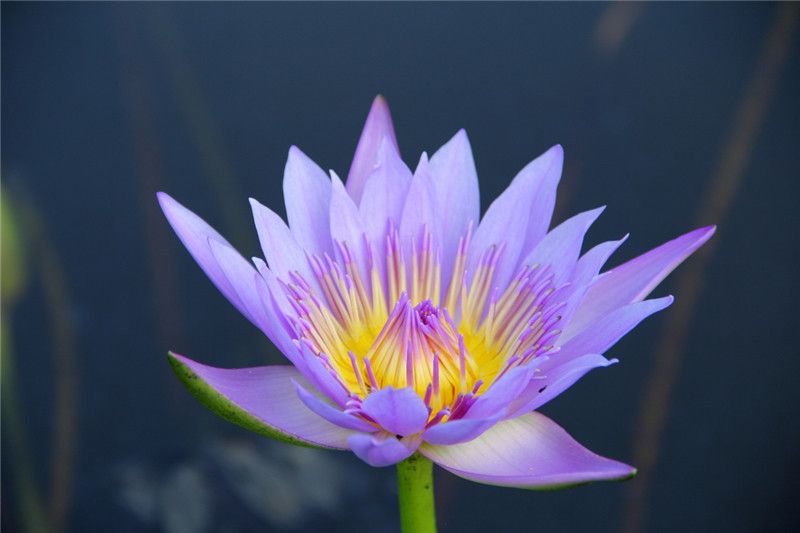 File:Nymphaea capensis (14) 1200.jpg