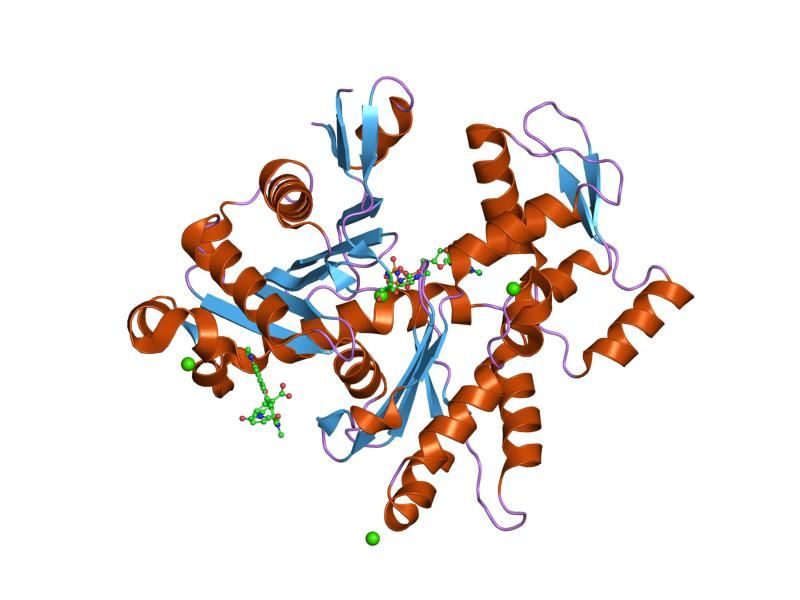 File:PDB 1nwk EBI.jpg