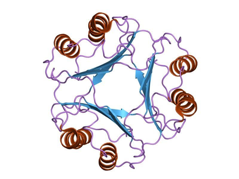 File:PDB 1p1g EBI.jpg