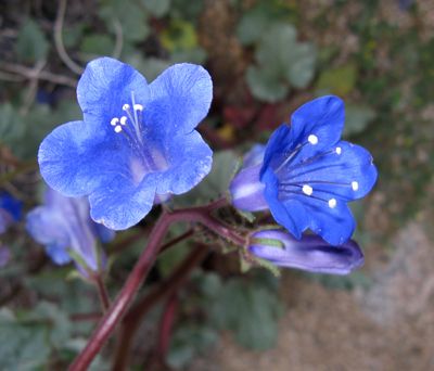 File:Phacelia campanularia vasiformis.jpg