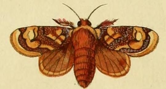 File:Phobetron hipparchia.JPG