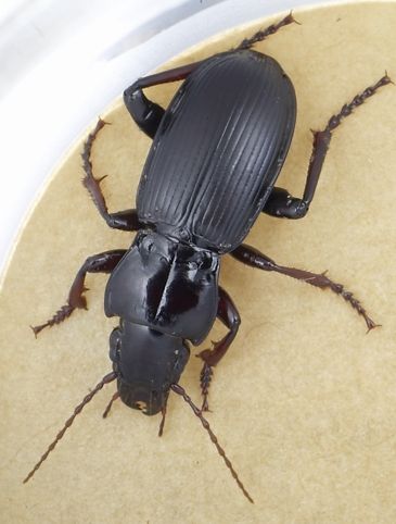 File:Pterostichus morionides.jpg